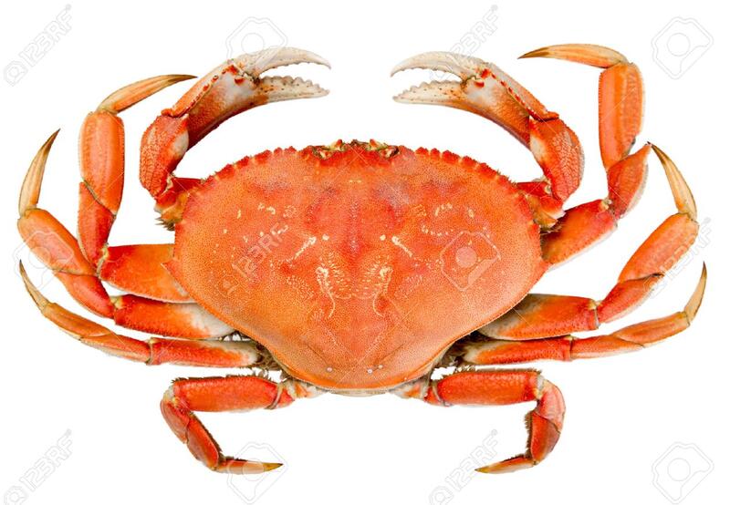 Dungeness Crab