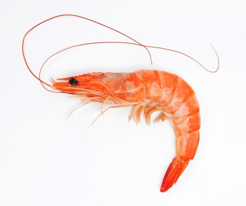Shrimp (Head On)